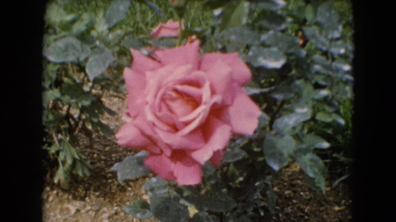 Final soft 8mm view of the pink rose in the garden, with leaves, soil, and visible film texture surrounding the bloom.