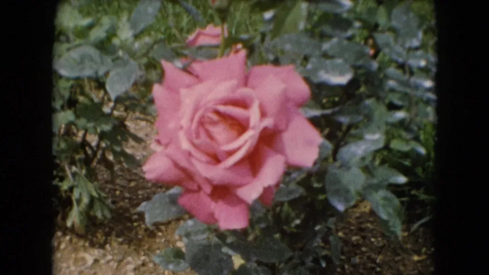 Final soft 8mm view of the pink rose in the garden, with leaves, soil, and visible film texture surrounding the bloom.