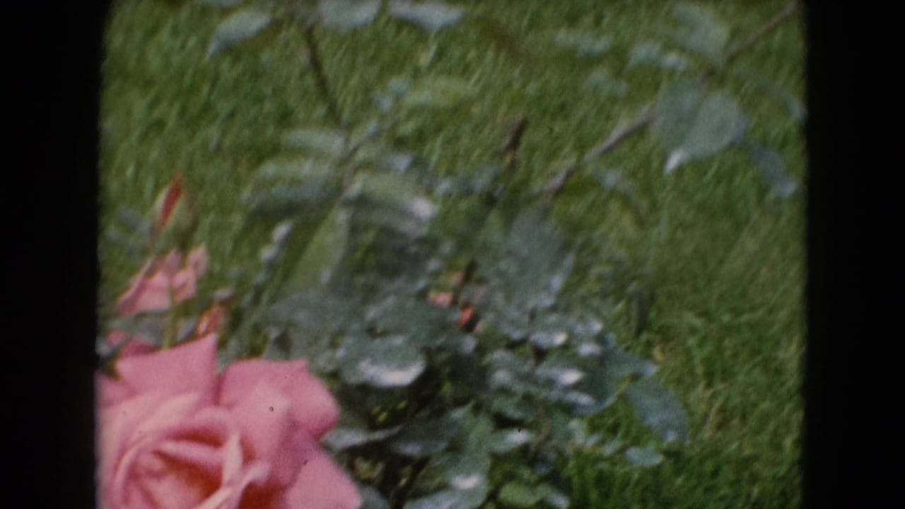 Pink rose bloom and leafy garden plants beside a green lawn.