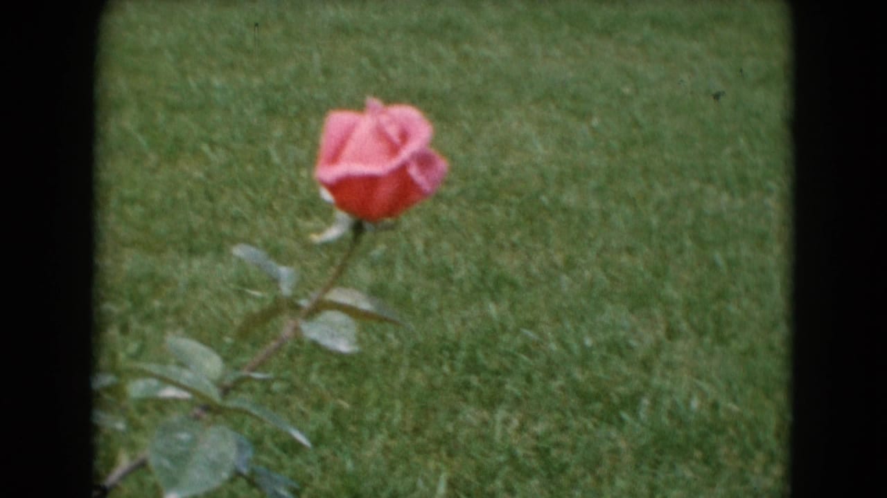 Single pink rose bud on a stem against a green lawn.