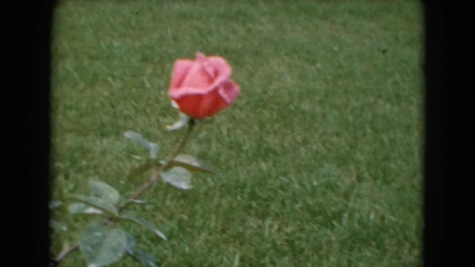 A pink rose bud stands on a thin stem against a grassy lawn in archival home-movie footage dated to 1948 by metadata.