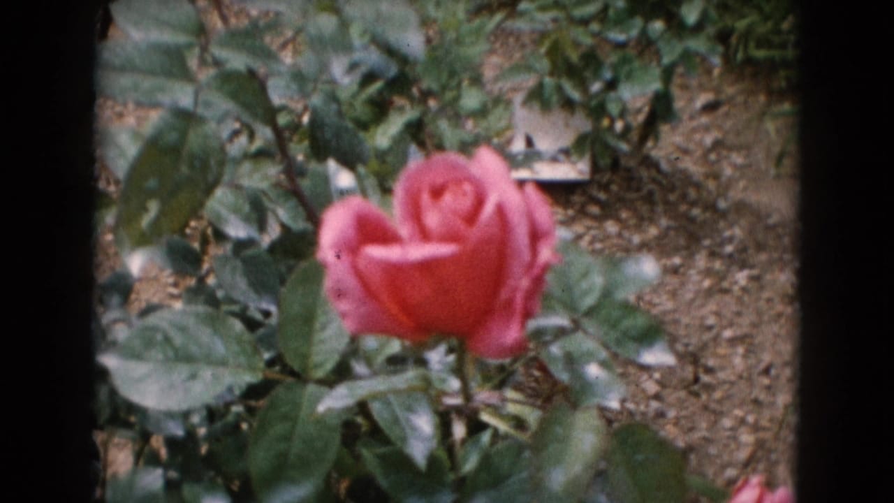 A close 8mm view centers a pink rose bloom with leafy growth and exposed garden soil in the background.