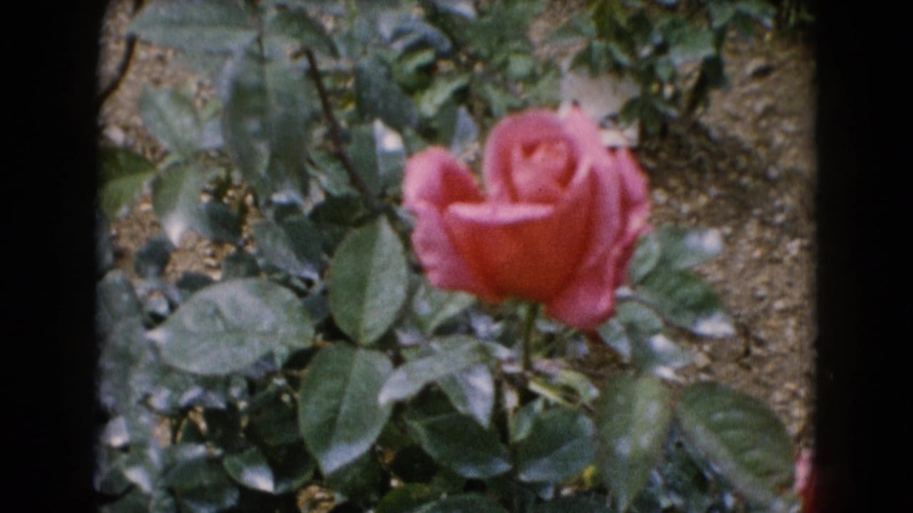 The final frame shows a pink rose bloom amid green leaves and garden soil, with soft focus and visible 8mm frame edges.