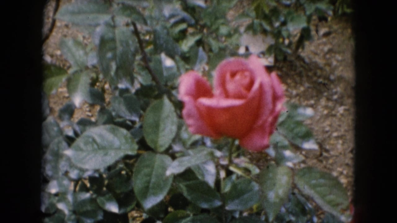 1948 Middletown home-movie frame showing a pink rose in soft focus among green leaves and brown garden soil.