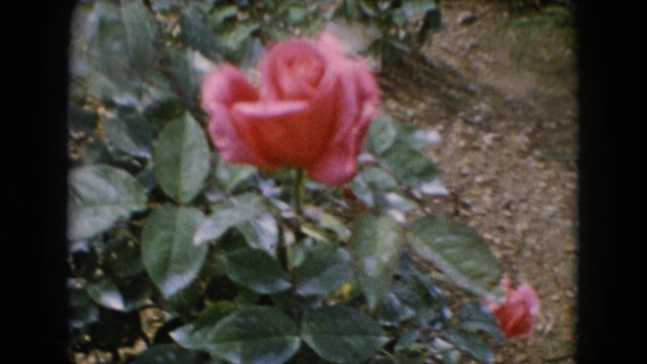 1948 Middletown frame with a pink rose near center, glossy leaves, soil, and dark film-frame borders from the scan.