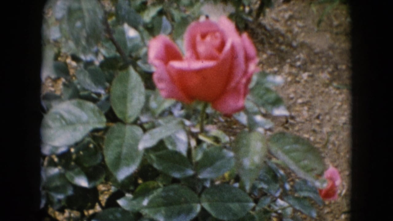 1948 Middletown garden frame showing a soft pink rose, dense green foliage, and a smaller red bloom at the lower right.
