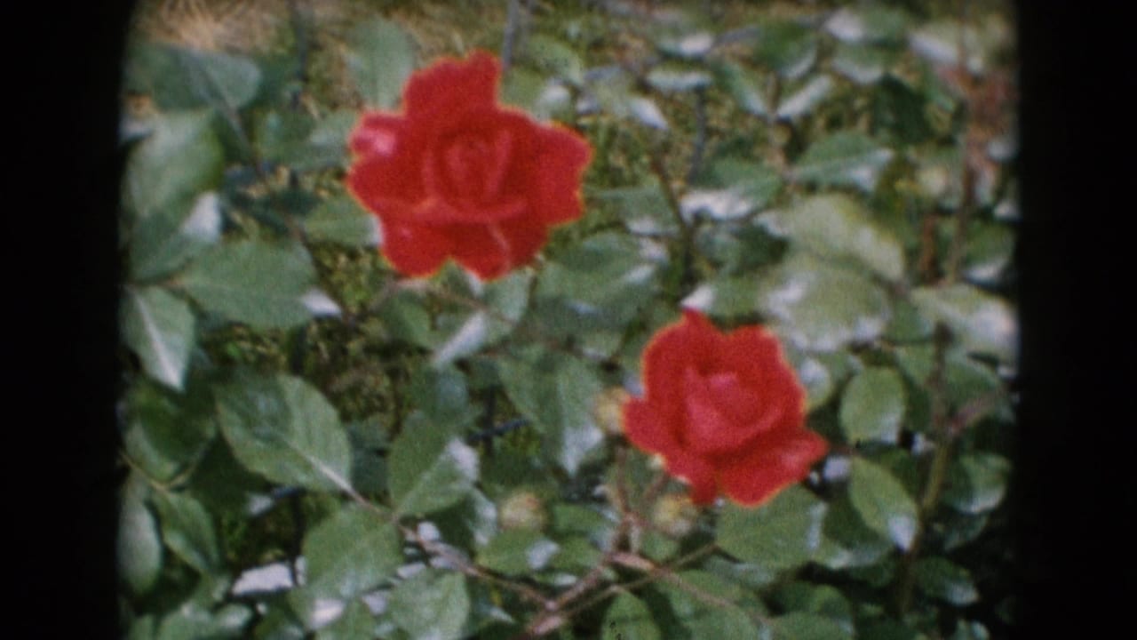 1948 Middletown frame showing two red roses among green leaves, with visible 8mm border and soft archival color.