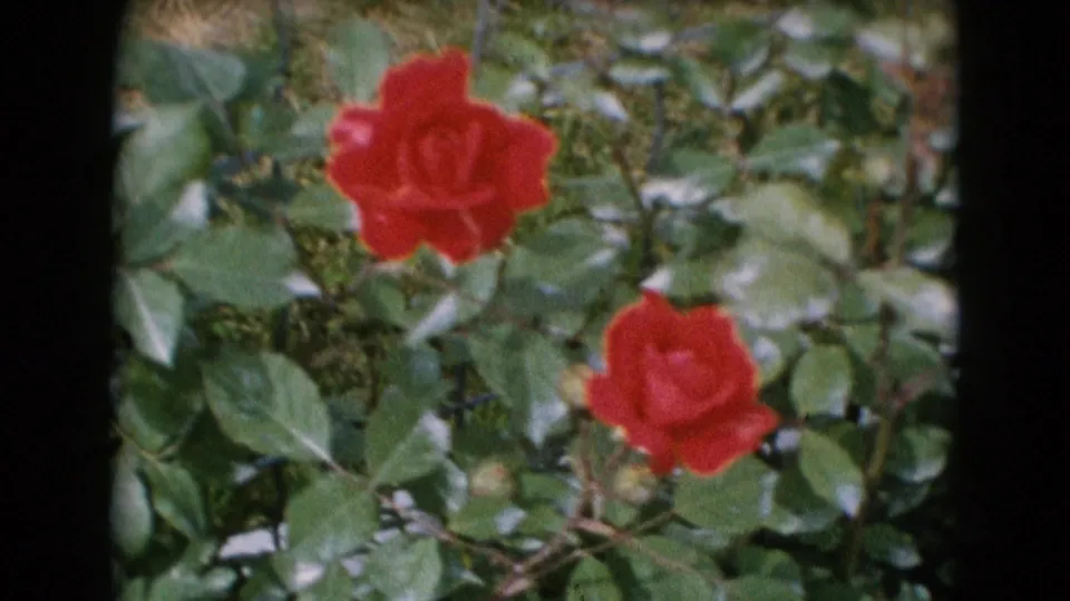 1948 Middletown frame showing two red roses among green leaves, with visible 8mm border and soft archival color.
