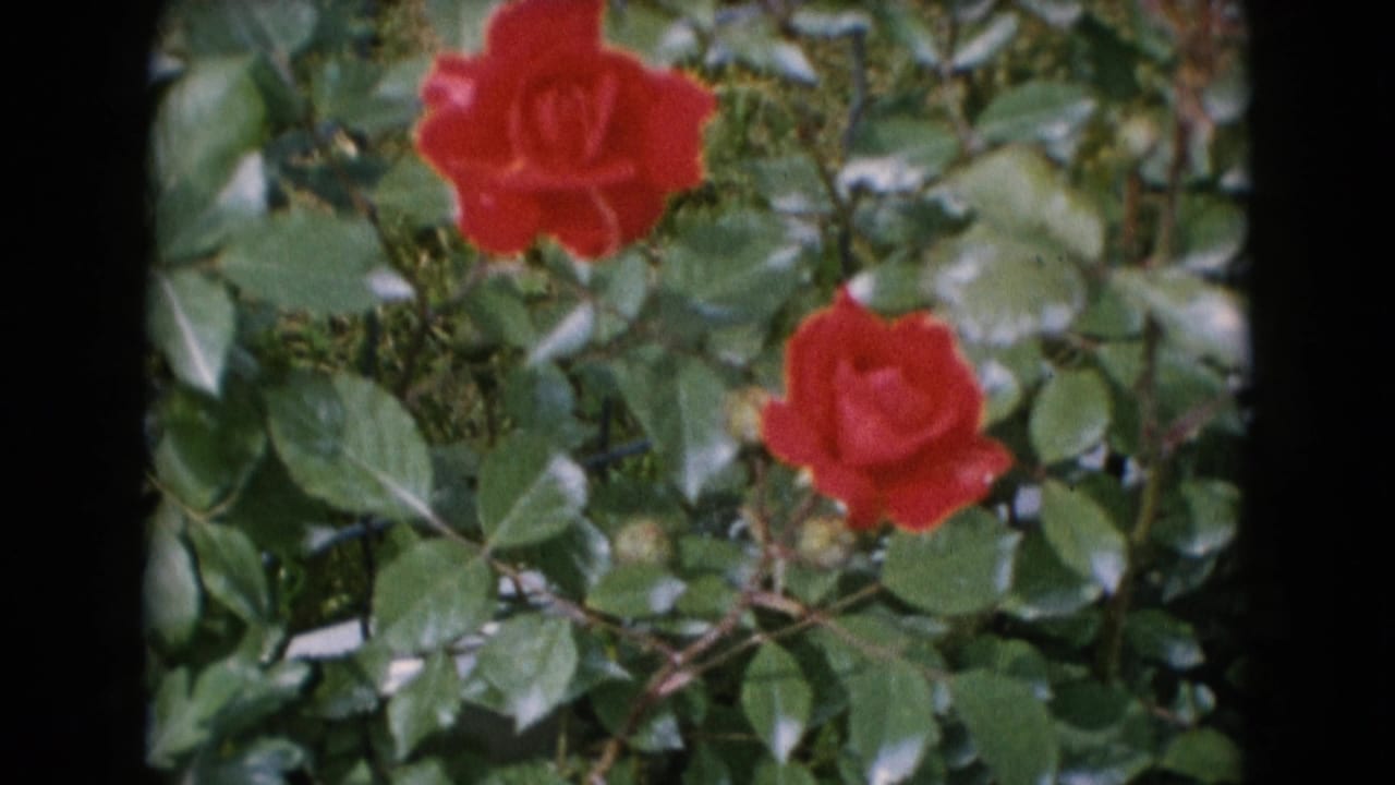 1948 8mm home-movie frame from Middletown, Pennsylvania, showing red roses and green foliage in soft focus.