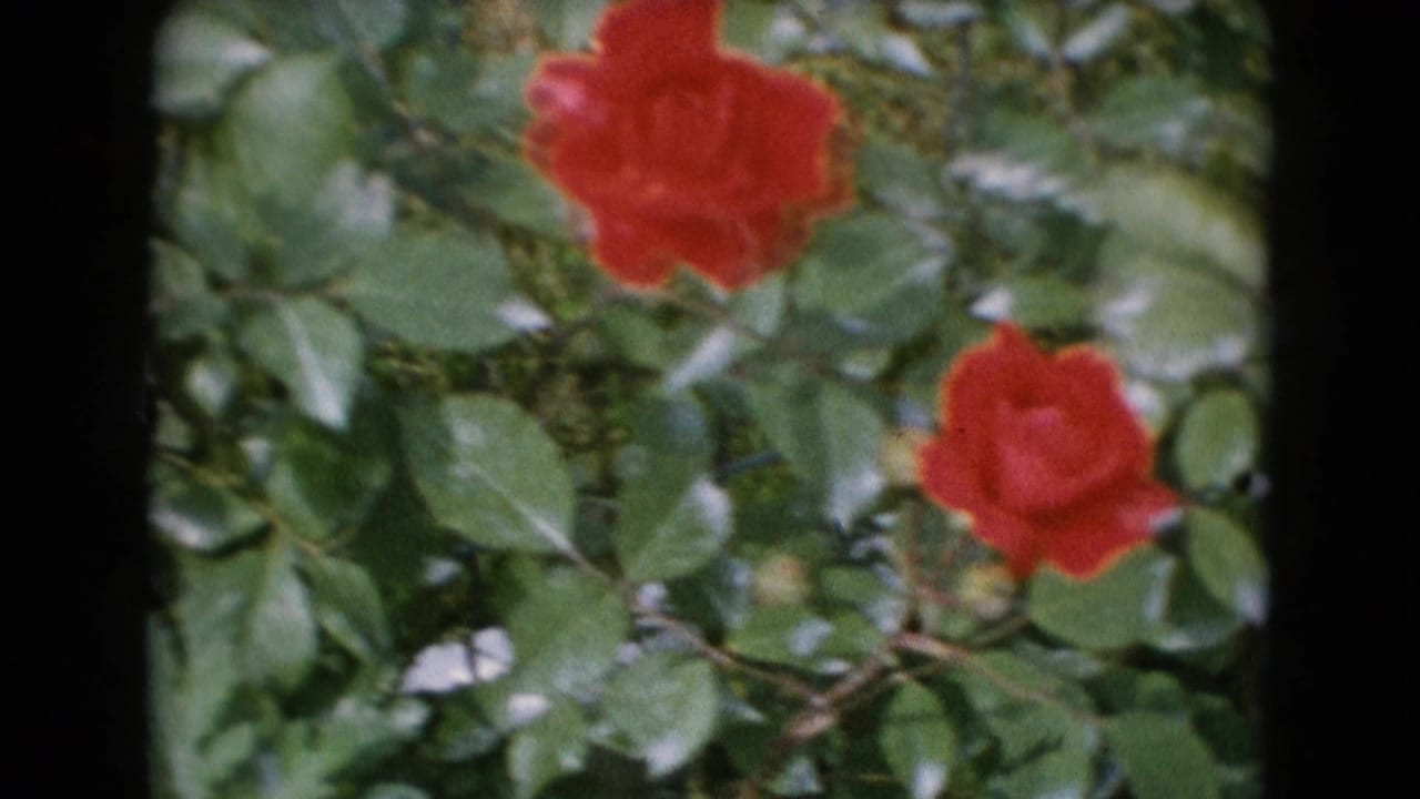 Two red roses sit near the upper and right areas amid dense green leaves.