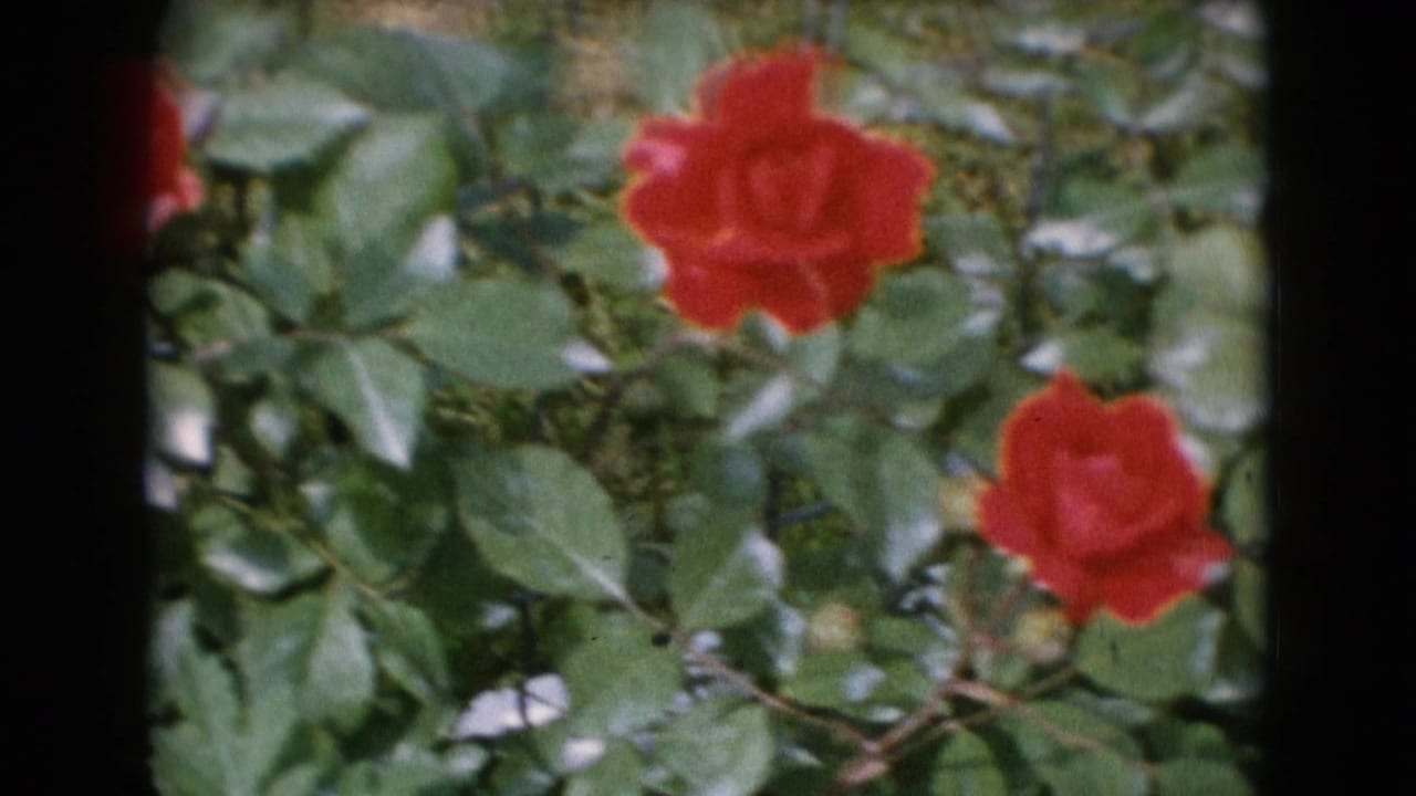 Soft 1940s garden frame showing red roses amid leaves, with slight motion blur from breeze or camera movement.