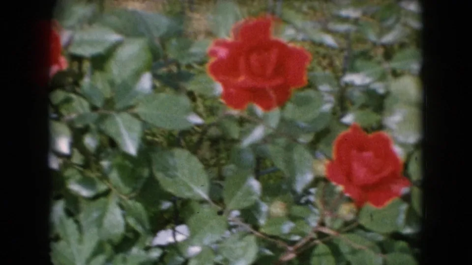 Soft 1940s garden frame showing red roses amid leaves, with slight motion blur from breeze or camera movement.