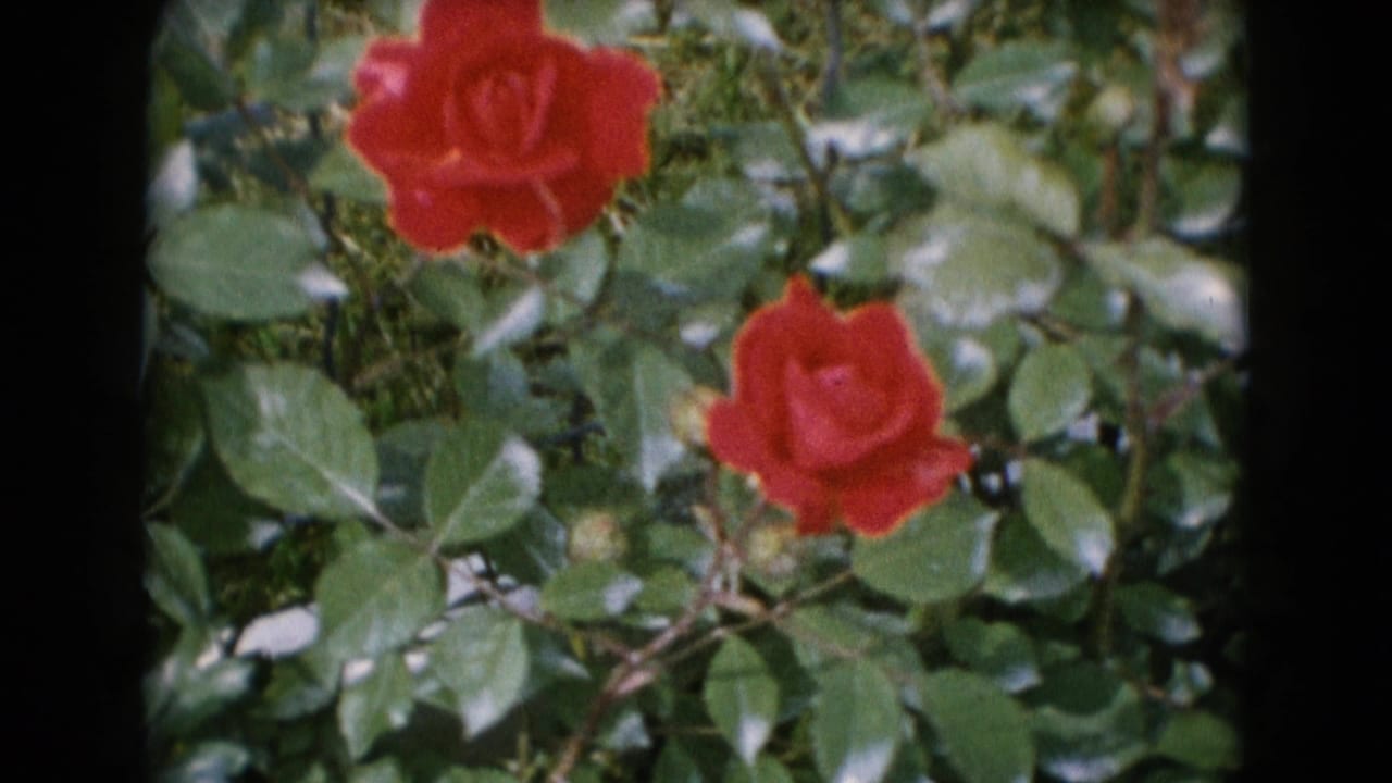 Final 8mm frame of two red roses surrounded by green foliage, consistent with a quiet Middletown garden cutaway.