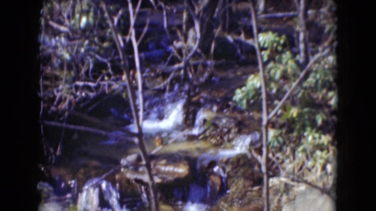 Small cascade running through branches and rocks in a wooded stream.