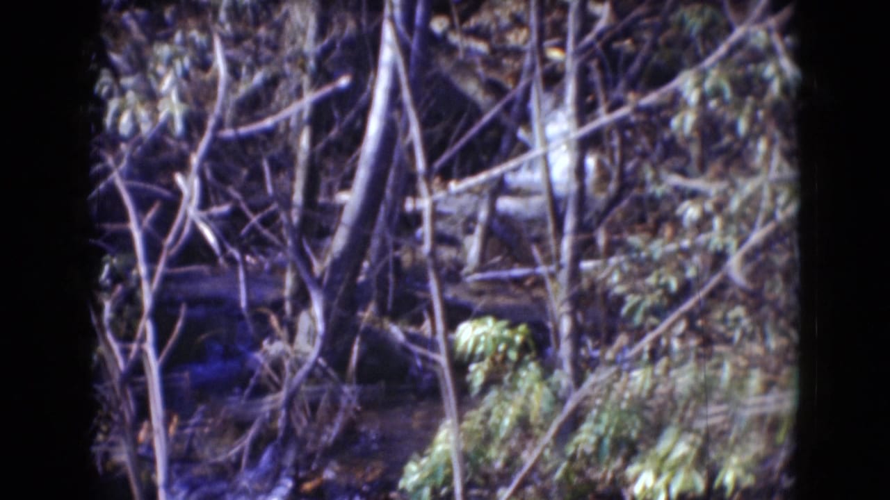 Wooded streambank with tangled bare branches, green foliage, rocks, and flowing water in soft 8mm home-movie footage.