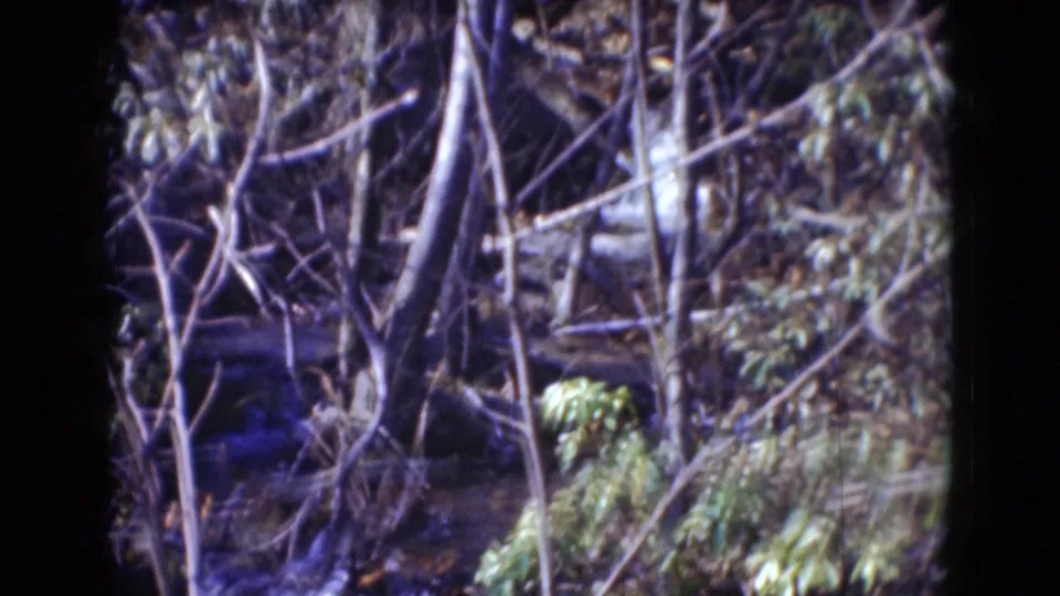 Wooded streambank with tangled bare branches, green foliage, rocks, and flowing water in soft 8mm home-movie footage.