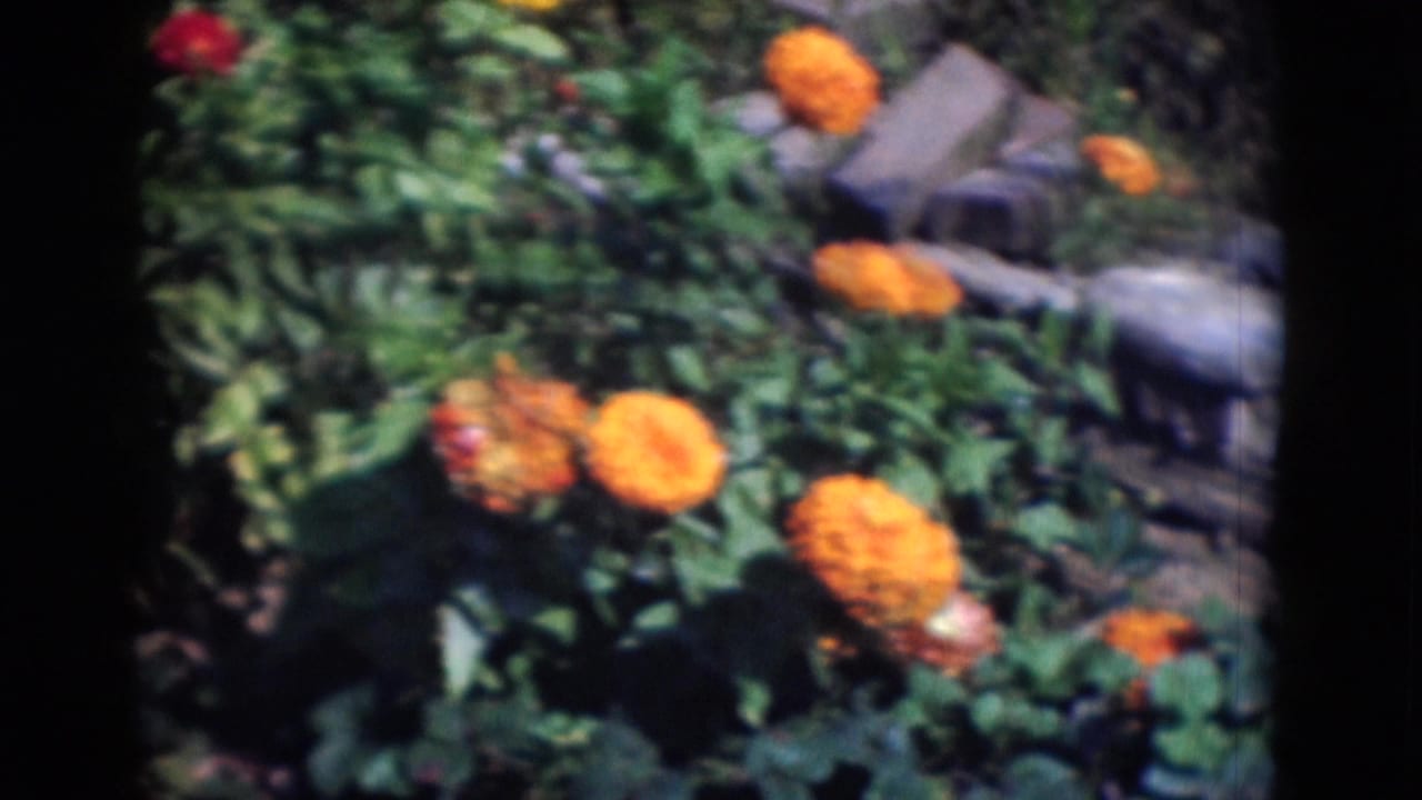 1975 Middletown, Pennsylvania 8mm frame showing orange chrysanthemums, green foliage, soil and a stone edge in bright sunlight.