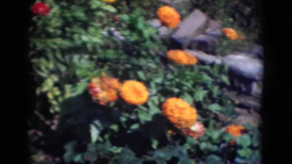 1975 Middletown, Pennsylvania 8mm frame showing orange chrysanthemums, green foliage, soil and a stone edge in bright sunlight.