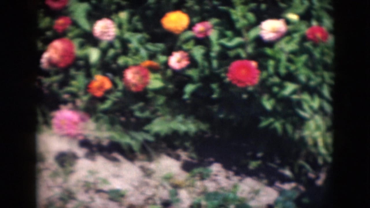 1975 Middletown, Pennsylvania home-movie frame of mixed chrysanthemums in red, orange, pink and white above exposed garden soil.