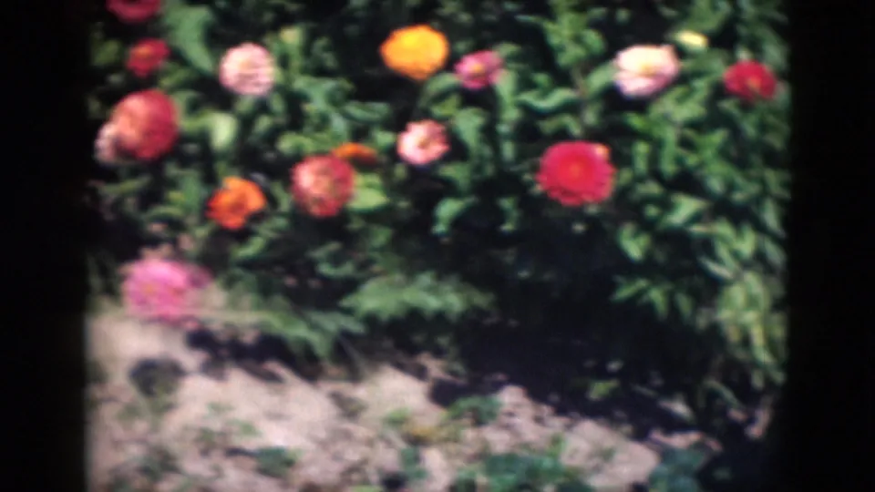 1975 Middletown, Pennsylvania home-movie frame of mixed chrysanthemums in red, orange, pink and white above exposed garden soil.
