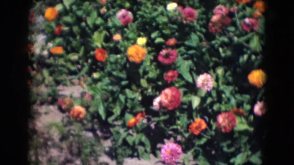 1975 Middletown, Pennsylvania 8mm frame showing a dense bed of chrysanthemums with orange, pink and red flowers and leafy stems.