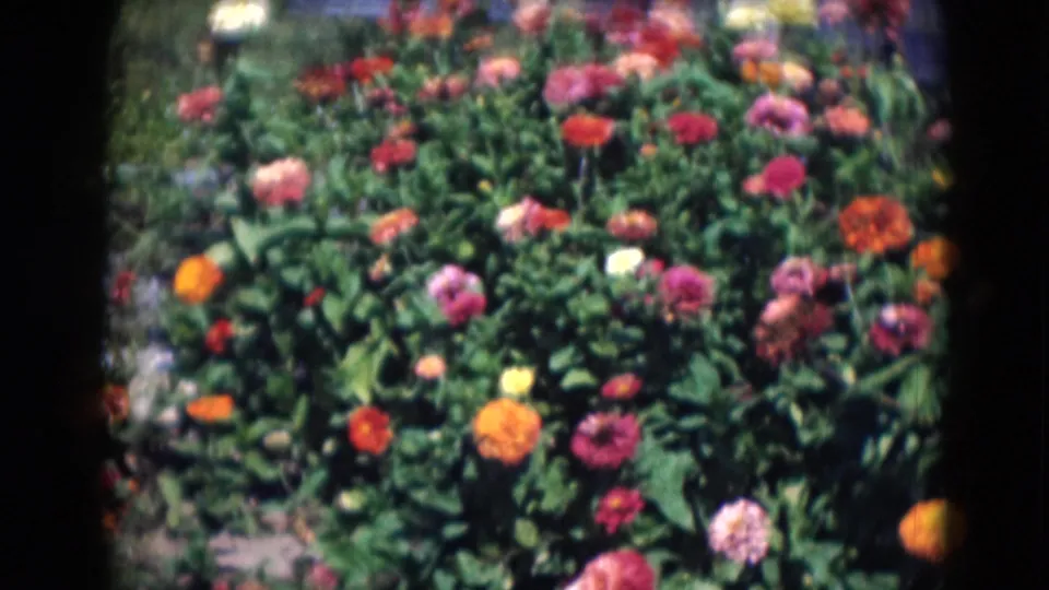 1975 Middletown, Pennsylvania home-movie frame with a wider view of colorful chrysanthemums, green foliage and sunny garden ground.