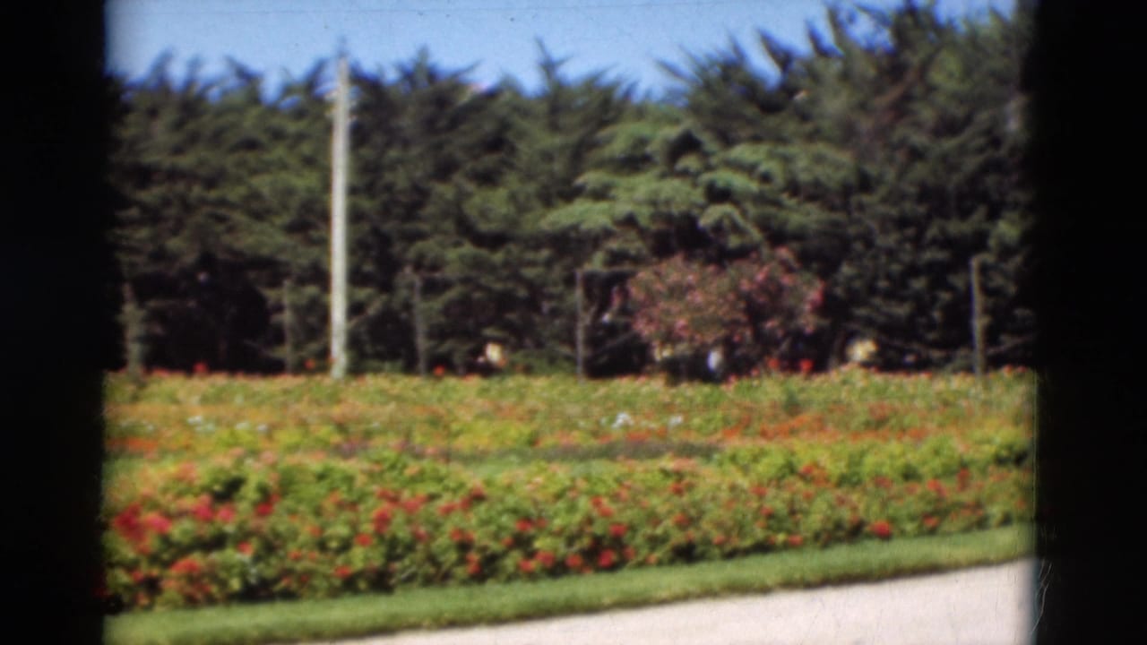 Flowerbeds beside a paved path with evergreen trees and a utility pole in the background.