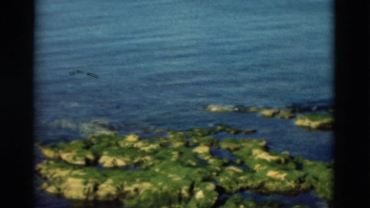 Algae-covered shoreline rocks beside calm blue seawater.