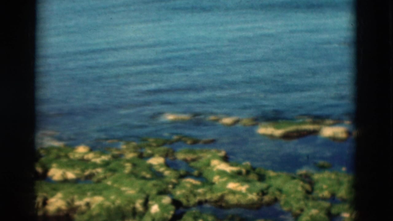 Rocky algae-covered shore with open water behind it.