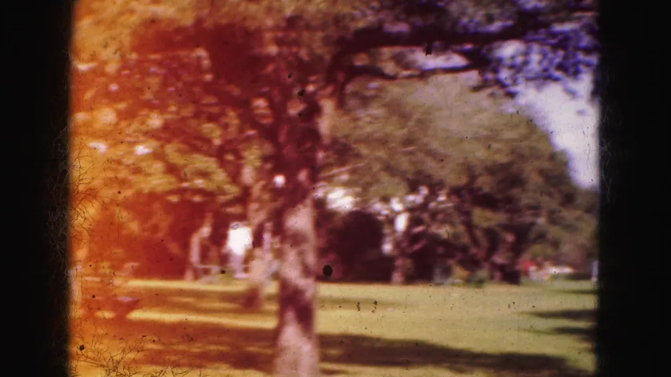 1975 Florida home-movie frame showing a large tree, manicured lawn, and partially obscured residential buildings under warm 8mm color.