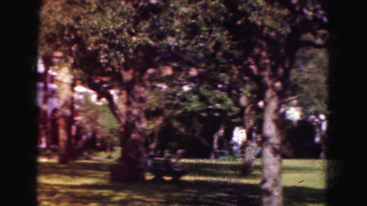 Shaded lawn with trees and a dark car partly visible beyond the trunks.