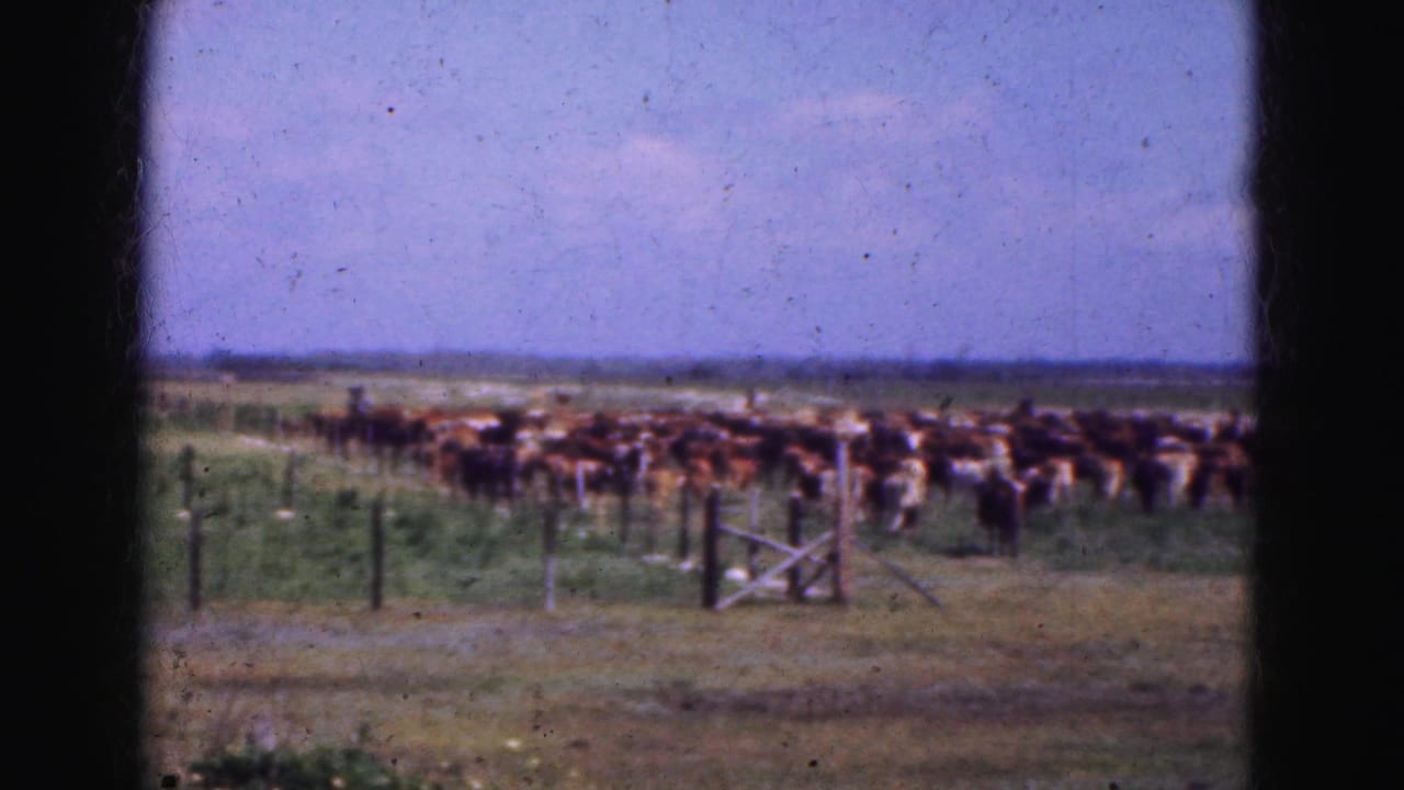 Cattle herd in a grassy field seen through a dark window frame.