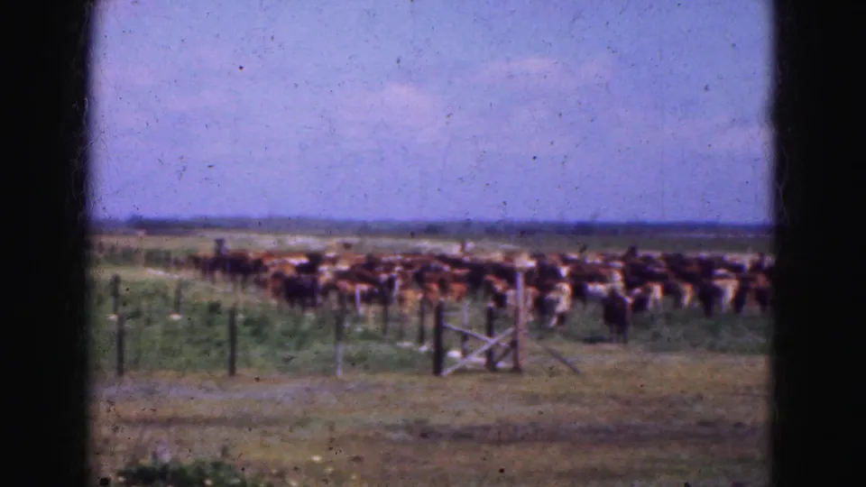 1975 Florida Everglades 8mm frame showing a large cattle herd behind fence posts in a sunny pasture.