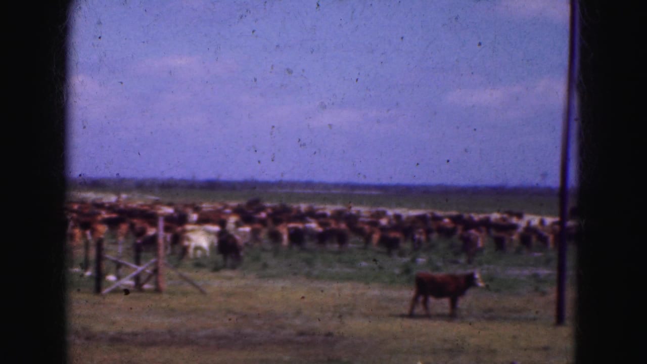 Pasture cattle near a fence and gate under a blue sky.