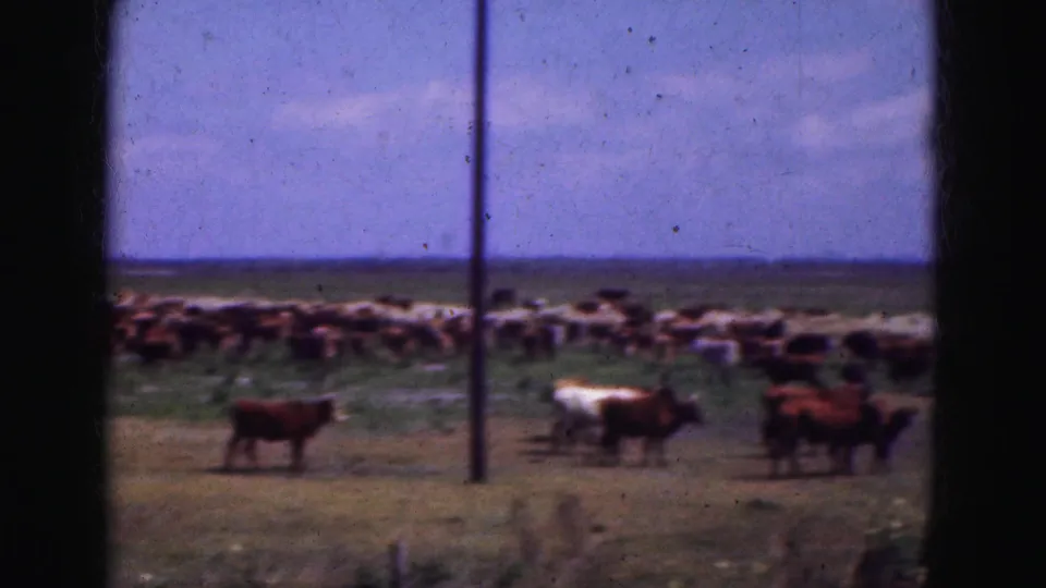 1975 8mm view of cows crossing a grassy Florida Everglades field with a larger herd in the distance.