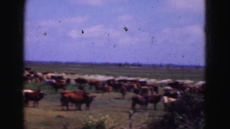 Soft 8mm frame of cattle grazing and walking across a Florida Everglades pasture under a bright sky.