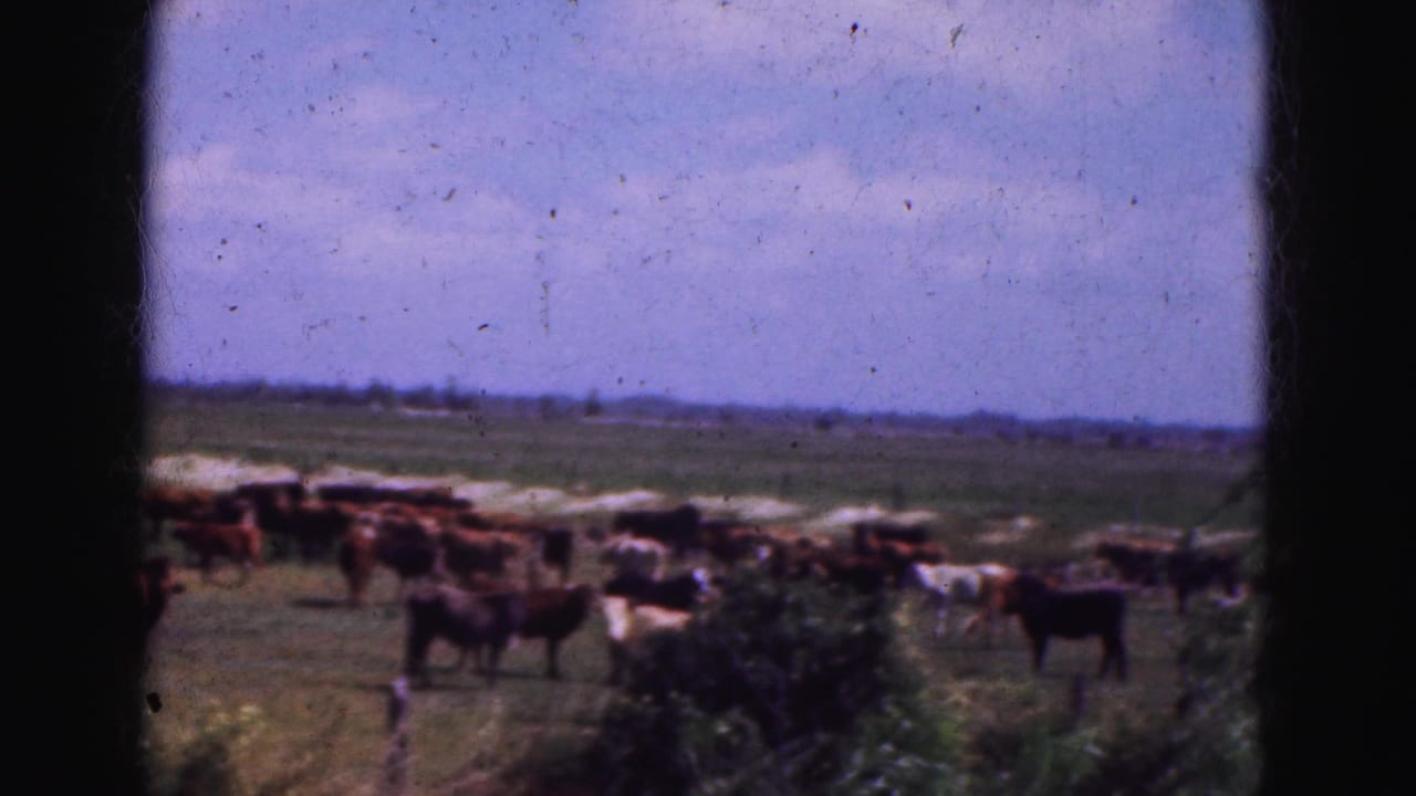 Cattle grazing in a fenced pasture under a bright sky.