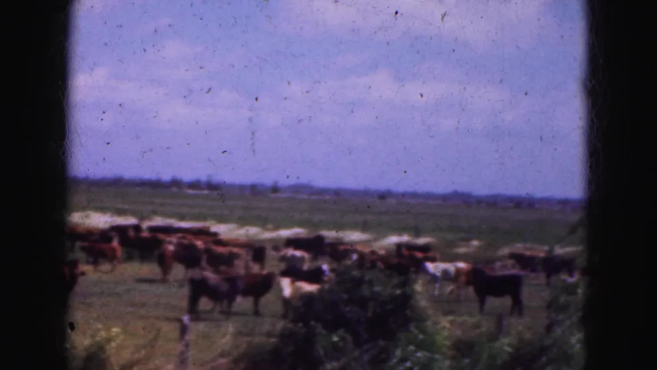 1975 Florida Everglades home-movie frame showing cattle spread across a fenced grassy pasture beneath a blue sky.