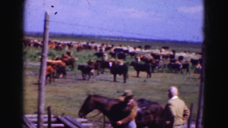 1975 Florida Everglades frame showing cattle across a pasture while two adult men stand near horses by a fence in the foreground.