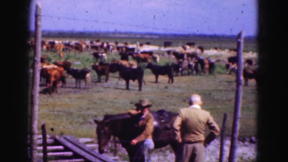 1975 Everglades home-movie still with two adult men beside horses at a fence and cattle grazing across the open pasture.