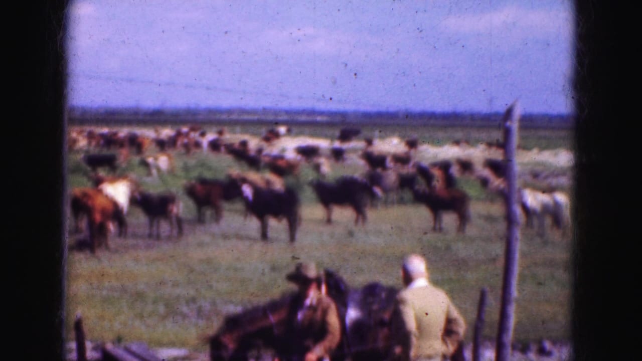 Two adults stand near a horse with cattle grazing across a pasture behind them.