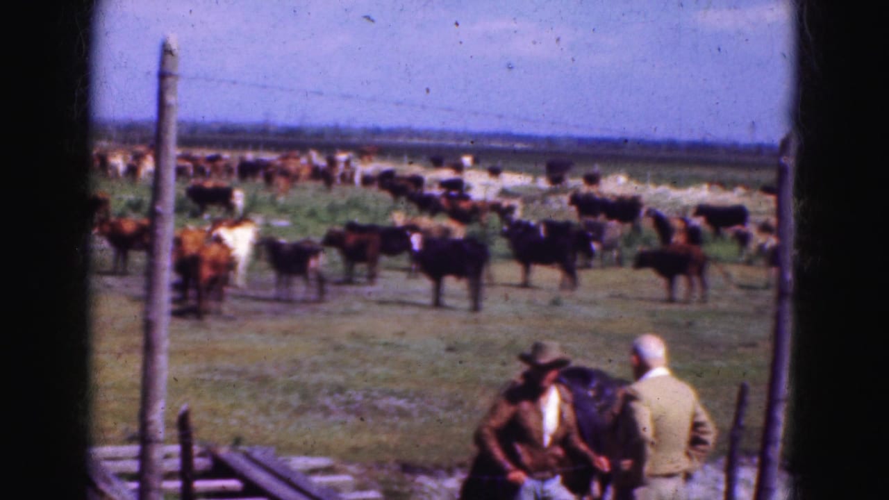 1975 Florida Everglades ranch footage frame with a hat-wearing adult, a light-clothed adult, a horse, and cattle spread across open grassland.