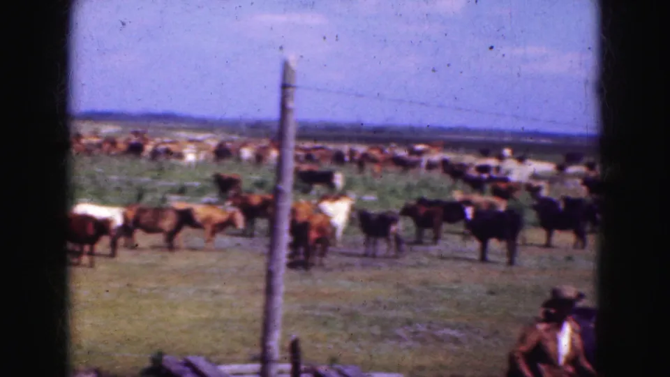 Soft 8mm 1975 Everglades-area pasture view with cattle scattered across grassland and a horse with a hat-wearing adult partly visible foreground.