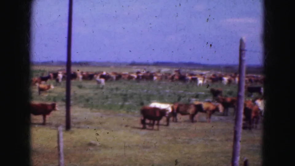 1975 Florida Everglades 8mm frame centered on cattle across open pasture, with fence posts and distant flat horizon under blue sky.