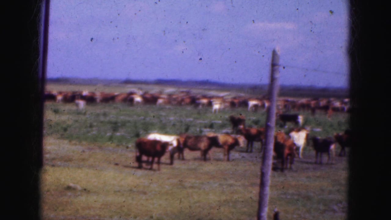 1975 8mm home-movie frame of cattle spread across a grassy field in the Florida Everglades region, with a fence post in front.