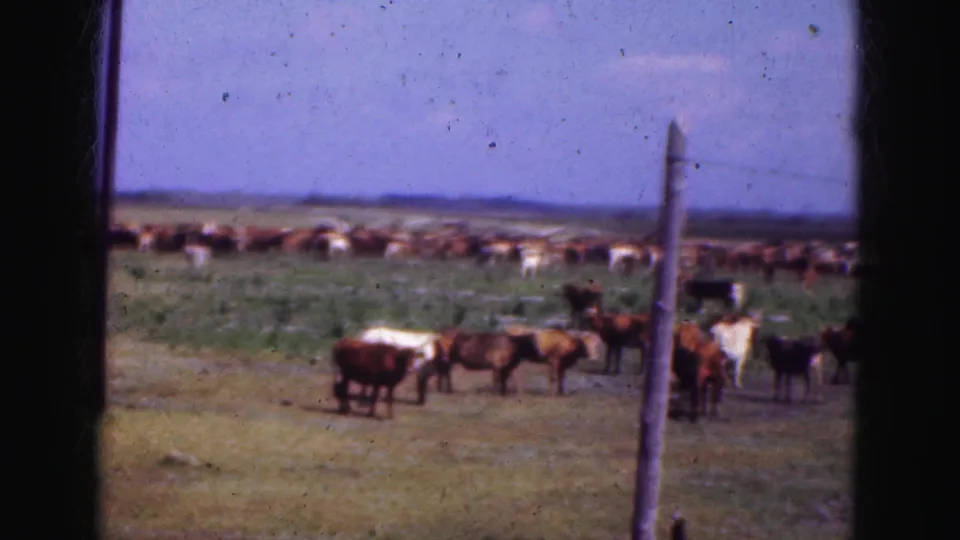 1975 8mm home-movie frame of cattle spread across a grassy field in the Florida Everglades region, with a fence post in front.