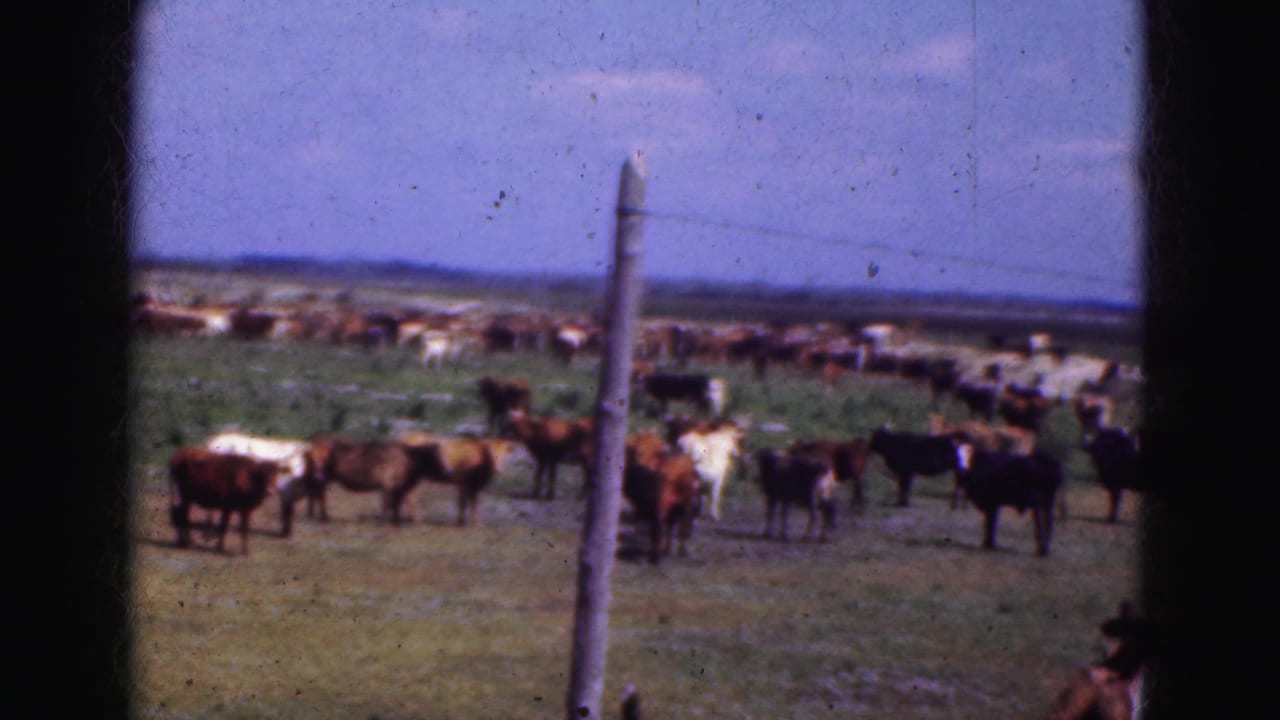 Cattle of mixed colors stand in a broad grassy enclosure, with a weathered post and wire fence visible in the 8mm frame.