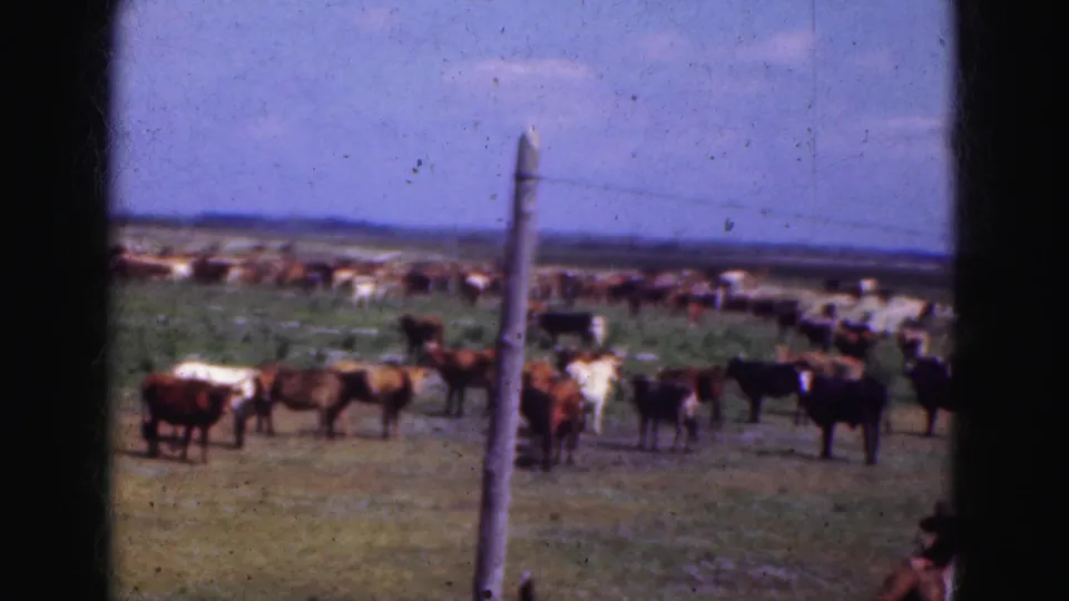 Cattle of mixed colors stand in a broad grassy enclosure, with a weathered post and wire fence visible in the 8mm frame.