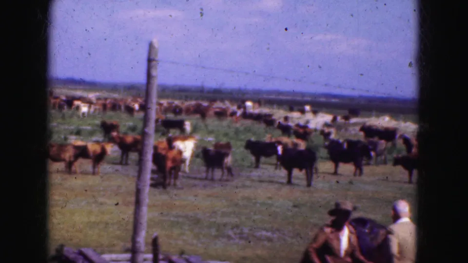 Wide 1975 home-movie view of cattle in a grassy Florida field, with two men appearing near the bottom edge beside the fence.