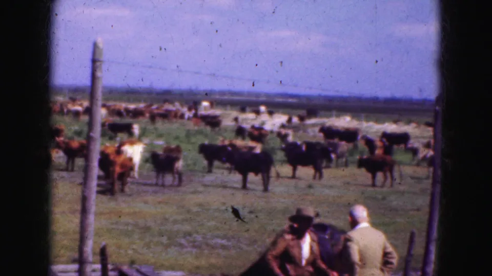 Two men, one in a cowboy hat, watch a cattle herd across a grassy enclosure in 1975 Florida Everglades home-movie footage.